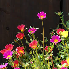 Image result for Portulaca foliosa