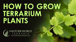 Image result for Asplenium sandersonii