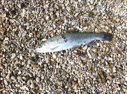 Purtroppo quelle autoctone europee, il cui habitat sono i torrenti di montagna con acque correnti, sono state. Fish Animal Free Photo On Pixabay