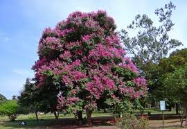 Removing the unnecessary ones first means reducing the overall amount of pruning you need to do. Pruning Crape Myrtles Gardening Channel