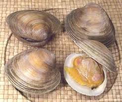 hard clam quahog