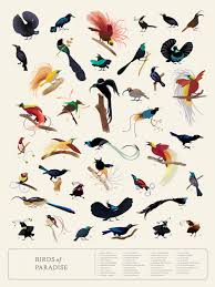 This bird is thought of as an example of evolutionary adaptation. Birds Of Paradise Art Of Valerie Valdivia