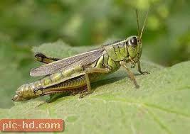 صور الجراد الجراد واضرارة Insect Collection Grasshopper Animals