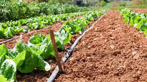 Maybe you would like to learn more about one of these? Top Tips For Setting Up A Drip Irrigation System Blog