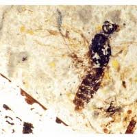 Image result for Gonatopus clavatus