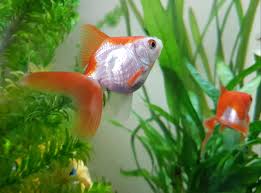 Come check out our full suite of lottery games, test your luck, and win today! Hello I Am A Beautiful Chubby Fish Goldfish