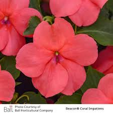 Image result for Impatiens stuhlmannii