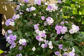 Image result for Brunfelsia australis