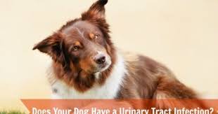 Does Your Dog Have A Urinary Tract Infection Dog Uti Dogs Your Dog