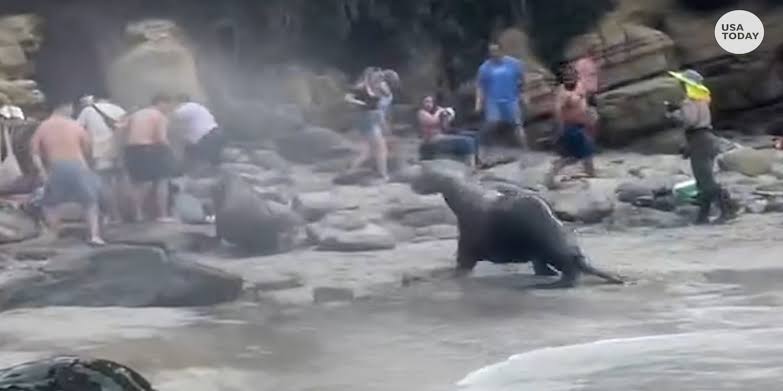 WATCH: Sea lions charge at tourists on San Diego beach
