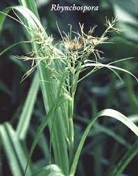 Image result for Rhynchospora gracillima