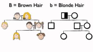 What Are Pedigree Charts Life Science High School Pedigree Chart High School Biology