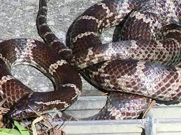 Habu Snake Okinawa Japan Okinawa Japan