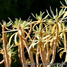 Image result for Euphorbia schimperiana