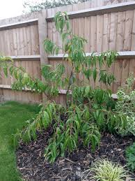 We did not find results for: Dwarf Peach Tree Ice Peach Pruning Bbc Gardeners World Magazine
