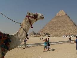 A camel seen in a dream symbolizes auspicious changes in life. What Does It Mean To See A Camel In A Dream
