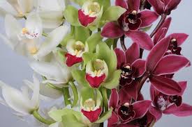 Opening hours for bassett branches in paramus, nj. Main Wholesale Florist Premium Fresh Cut Wholesale Flowers
