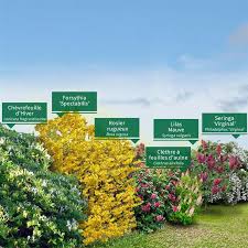 Découvrez les conseils de nos experts. 15 Idees De Haie Persistant Haie Persistant Haie Haies De Jardin