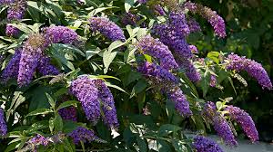 Butterfly Bush Basics Garden Gate
