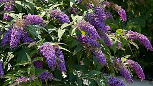 Helps reduce high blood pressure. Butterfly Bush Basics Garden Gate