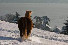 pin on lac leman