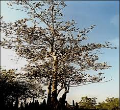 Image result for Heritiera