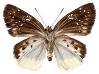 Image result for Trichoneura