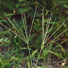Image result for Digitaria nitens