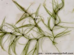 Image result for Najas horrida