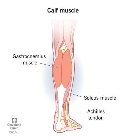 Calf Muscle: Anatomy, Function & Common Conditions