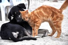 Notably, when the cat rubs his head on the head or the owner's face, he will feel more intimate, and. Why Do Cats Rub Against You The Dog People By Rover Com