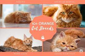 Orange tabby cat for sale city of toronto 30/10/2020. 10 Orange Cat Breeds Long Haired Short Haired With Photos