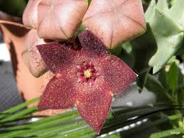 Image result for Orbea melanantha