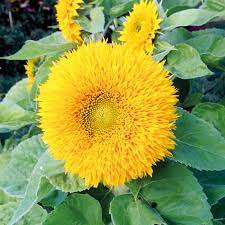 And what the good way to cut them? Sunflower Teddy Bear Organic Gardening Catalogue