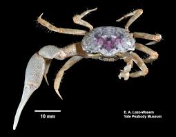 Image result for Euploca katangensis