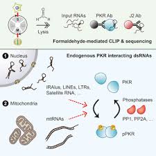 Родился 22 мая 1961 года в с.кочкорка нарынской области. Pkr Senses Nuclear And Mitochondrial Signals By Interacting With Endogenous Double Stranded Rnas Sciencedirect