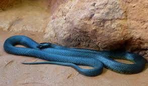 Image result for taipan snakes