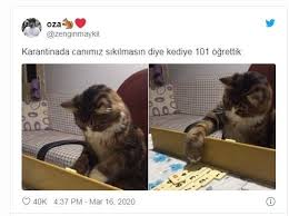 Yaratici Kedi Isimleri