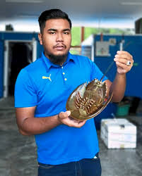 They are also used as a natural source of fertilizer. Breeder Boosts Horseshoe Crab Population The Star