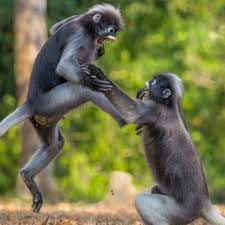 Stream Monkeys Fighting By Bogator | Listen Online For Free On Soundcloud