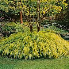 Did you scroll all this way to get facts about hakone grass? Golden Hakone Grass Shop Ornamental Grasses Spring Hill