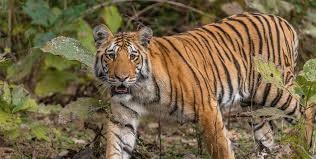 International tiger day has been held on the 29th july every year since 2010 when it was first created at the saint petersburg tiger summit. On World Tiger Day Let S Recommit To The Goal Of Doubling Wild Tiger Populations By 2022 Commentary