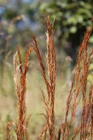 Image result for Hyparrhenia dichroa