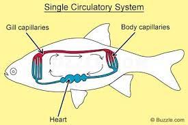 Two chambered heart occurs in fishes. Pin On Circulatory System