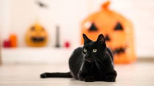 View sphynx cat rescue nyc pics. It S National Black Cat Day Here Are Five Facts To Know About Our Black Feline Friends