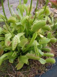 Water care for venus fly traps carnivorous plants require pure, unadulterated water and venus fly traps are no exception. Venus Flytrap Care Hgtv