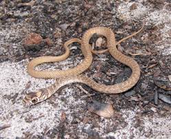 Piceus was given its common name because specimens frequently, but not always, have some red in their coloration. Coachwhip