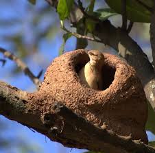 Birds That Make Nests Out Of Mud 10 Weird And Wonderful Bird Nests Nest Bird Nest Bird