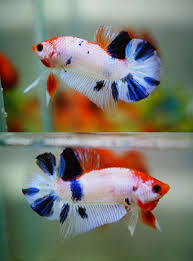 Item Fwbettashmp1440718664 Fancy Koi Dragon Ends Thu Aug 27 2015 06 37 44 Pm Cdt Betta Fish Betta Siamese Fighting Fish