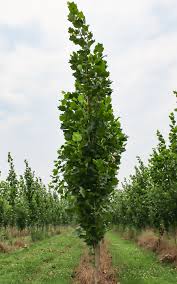 Image result for Liriodendron